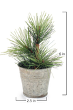 A small artificial pine tree with green needles in a galvanized metal pot, shown with dimension markers indicating a height of 6 inches and a width of 2.5 inches.